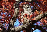 Barred Owlborder=
